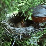 Baby Robins